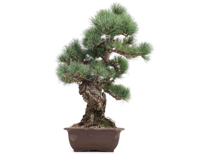 Pinus parviflora, 49 cm, ± 20 Jahre alt