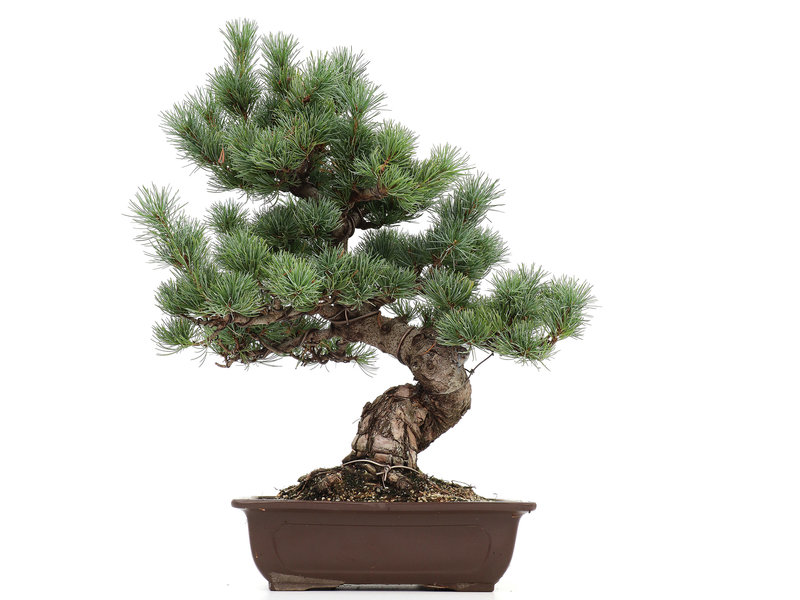 Pinus parviflora, 49,5 cm, ± 20 jaar oud
