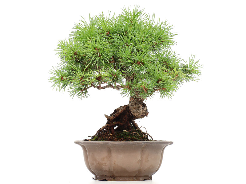 Pinus parviflora, 24 cm, ± 15 Jahre alt