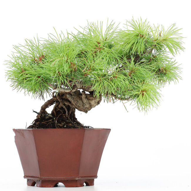 Pinus parviflora, 17 cm, ± 15 jaar, in een pot met een chip op de hoek