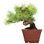 Pinus parviflora, 17 cm, ± 15 years old, in a pot with a chip on the corner