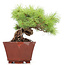 Pinus parviflora, 17 cm, ± 15 jaar, in een pot met een chip op de hoek