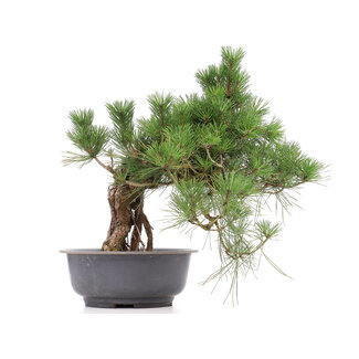 Pinus thunbergii, 48 cm, ± 35 jaar oud