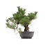 Pinus thunbergii, 48 cm, ± 35 jaar oud