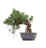 Pinus thunbergii, 48 cm, ± 35 Jahre alt