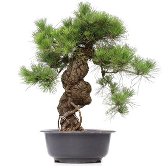 Pinus thunbergii, 66 cm, ± 35 years old