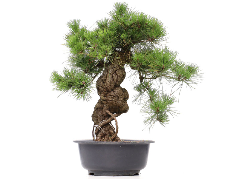 Pinus thunbergii, 66 cm, ± 35 jaar oud