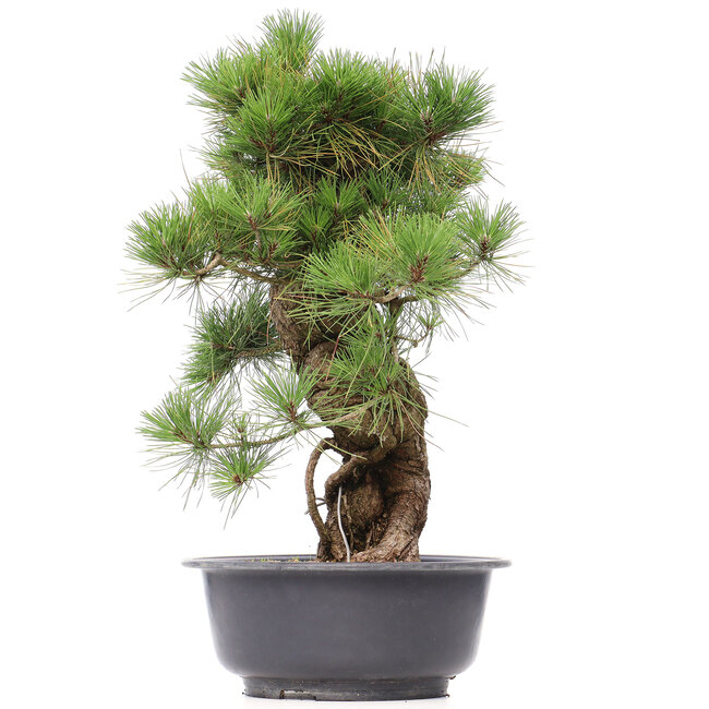 Pinus thunbergii, 66 cm, ± 35 jaar oud