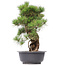 Pinus thunbergii, 66 cm, ± 35 Jahre alt