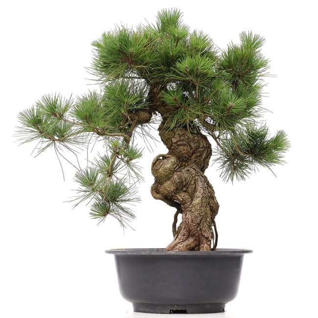 Pinus thunbergii, 66 cm, ± 35 jaar oud