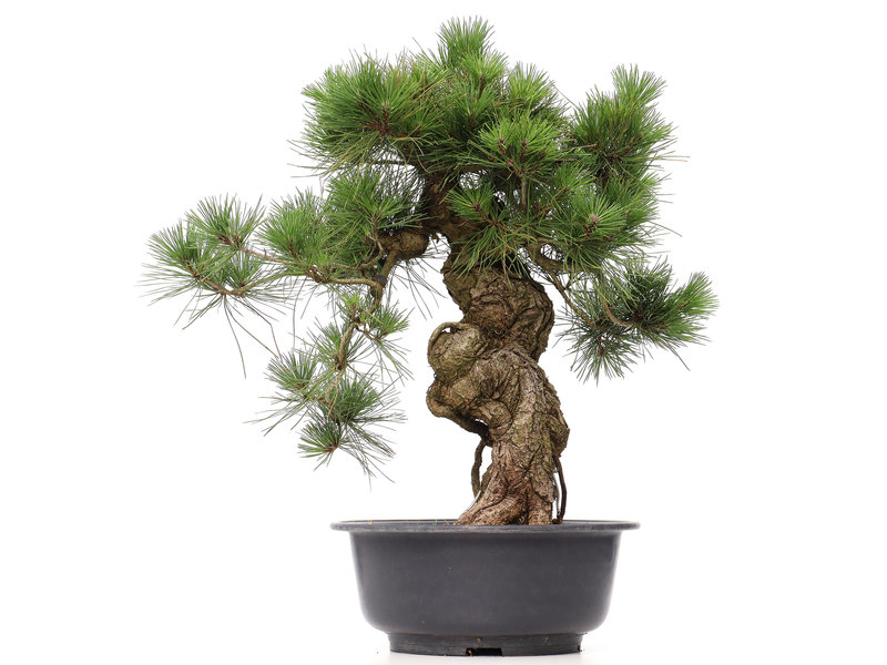 Pinus thunbergii, 66 cm, ± 35 Jahre alt