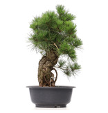 Pinus thunbergii, 66 cm, ± 35 Jahre alt
