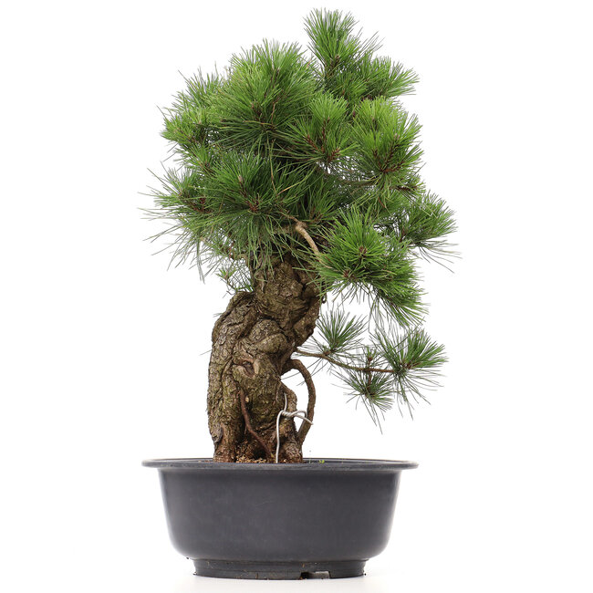 Pinus thunbergii, 66 cm, ± 35 Jahre alt
