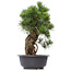 Pinus thunbergii, 66 cm, ± 35 jaar oud