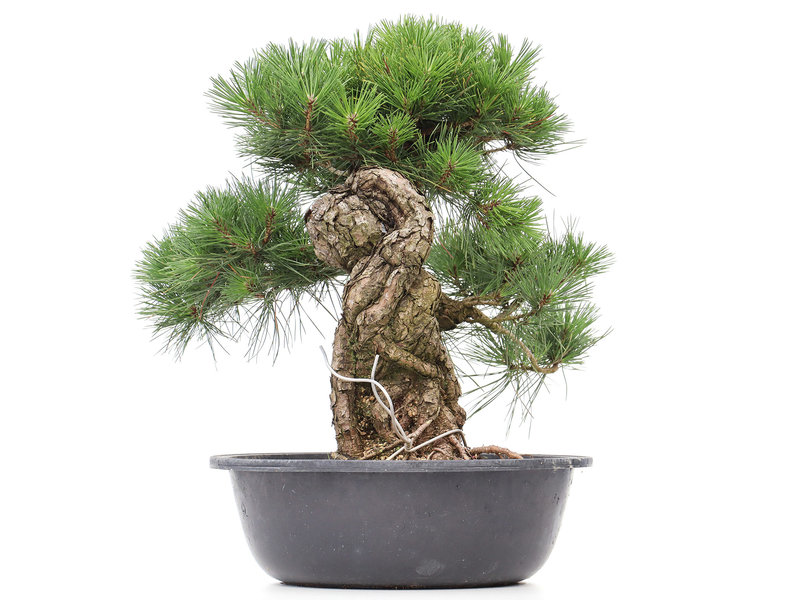 Pinus thunbergii, 54 cm, ± 35 Jahre alt