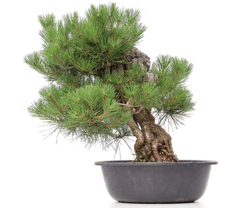 Pinus thunbergii, 53 cm, ± 35 Jahre alt