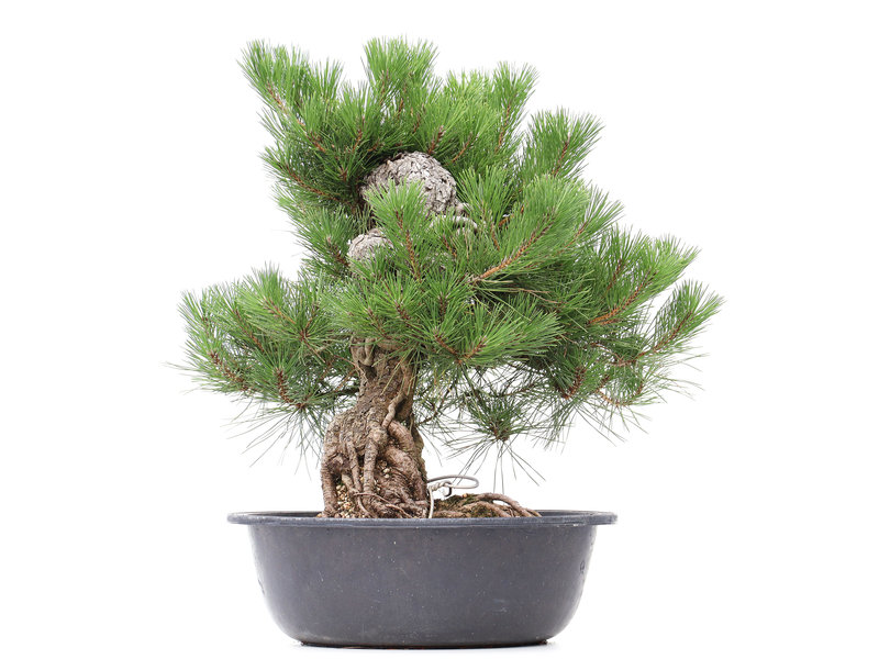 Pinus thunbergii, 53 cm, ± 35 jaar oud