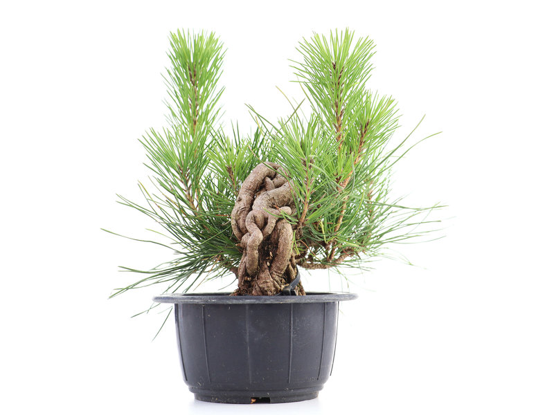 Pinus thunbergii, 24,5 cm, ± 18 jaar oud