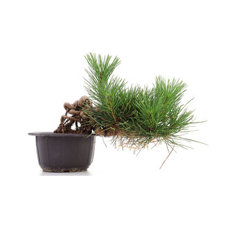 Pinus thunbergii, 17 cm, ± 18 anni