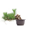 Pinus thunbergii, 17 cm, ± 18 years old