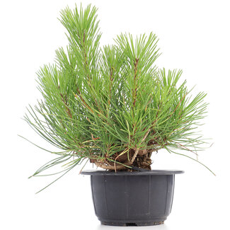 Pinus thunbergii, 23 cm, ± 18 anni