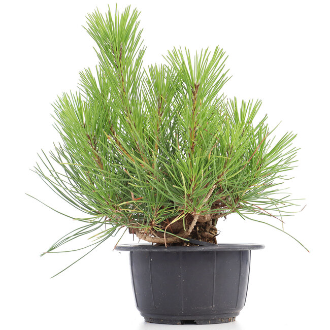 Pinus thunbergii, 23 cm, ± 18 anni