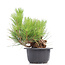 Pinus thunbergii, 23 cm, ± 18 years old