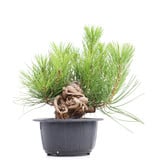 Pinus thunbergii, 23 cm, ± 18 jaar