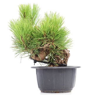 Pinus thunbergii, 21 cm, ± 18 years old