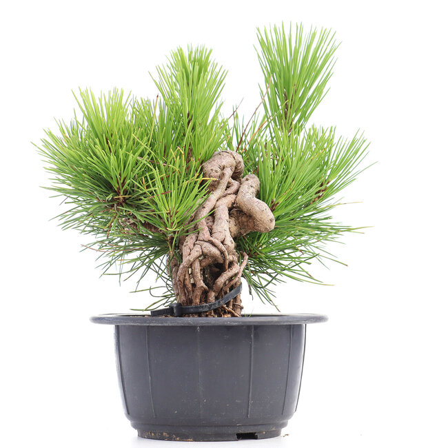 Pinus thunbergii, 21 cm, ± 18 ans