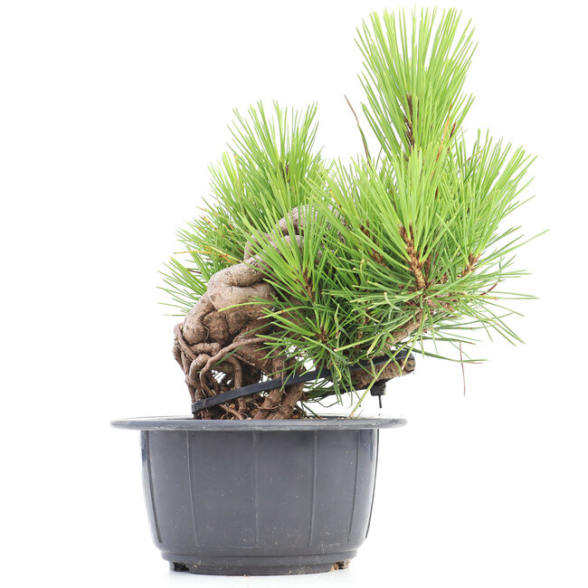 Pinus thunbergii, 21 cm, ± 18 jaar oud