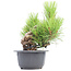 Pinus thunbergii, 21 cm, ± 18 años
