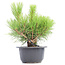 Pinus thunbergii, 21 cm, ± 18 jaar oud