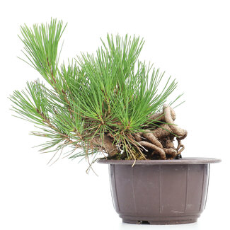 Pinus thunbergii, 19 cm, ± 18 anni