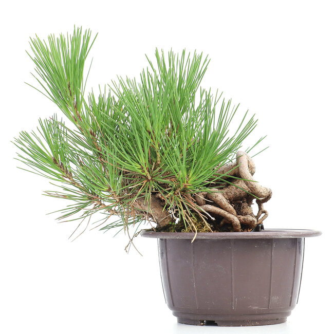 Pinus thunbergii, 19 cm, ± 18 jaar oud