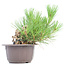 Pinus thunbergii, 19 cm, ± 18 years old