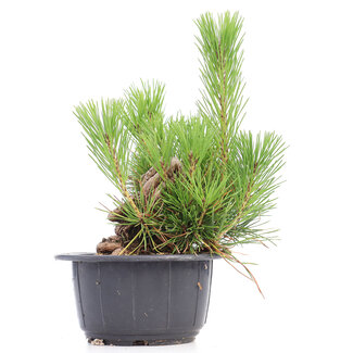 Pinus thunbergii, 22 cm, ± 18 jaar oud