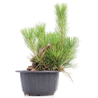 Pinus thunbergii, 22 cm, ± 18 years old