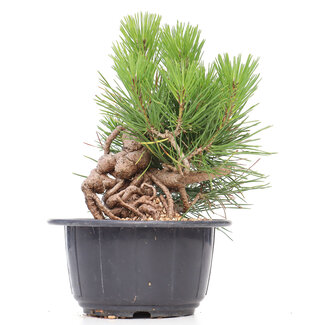 Pinus thunbergii, 18 cm, ± 18 anni