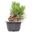 Pinus thunbergii, 18 cm, ± 18 anni