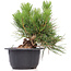 Pinus thunbergii, 18 cm, ± 18 anni