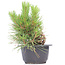 Pinus thunbergii, 18 cm, ± 18 Jahre alt