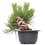 Pinus thunbergii, 18 cm, ± 18 anni