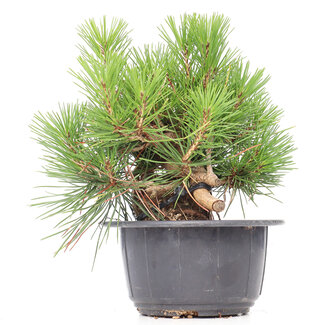 Pinus thunbergii, 19,5 cm, ± 18 anni