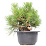 Pinus thunbergii, 19,5 cm, ± 18 anni