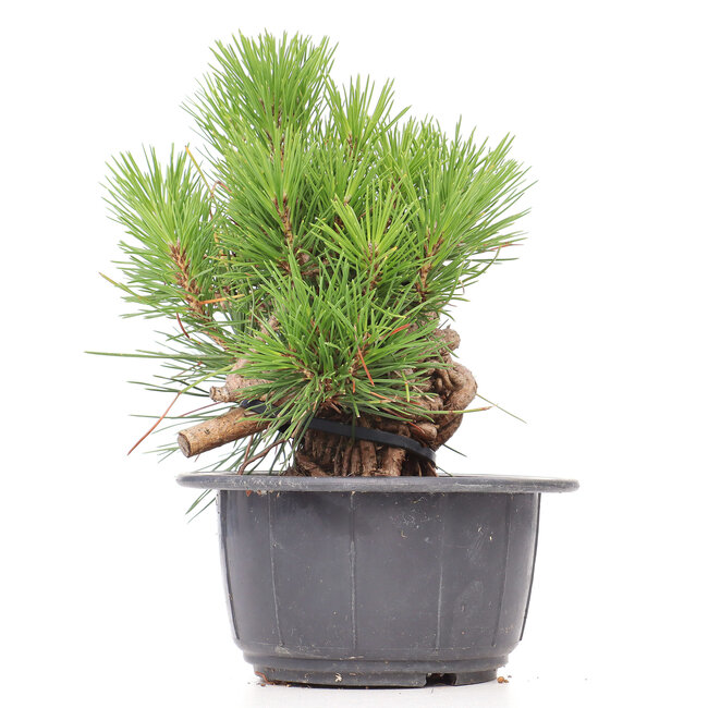 Pinus thunbergii, 19,5 cm, ± 18 ans