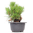 Pinus thunbergii, 19,5 cm, ± 18 anni