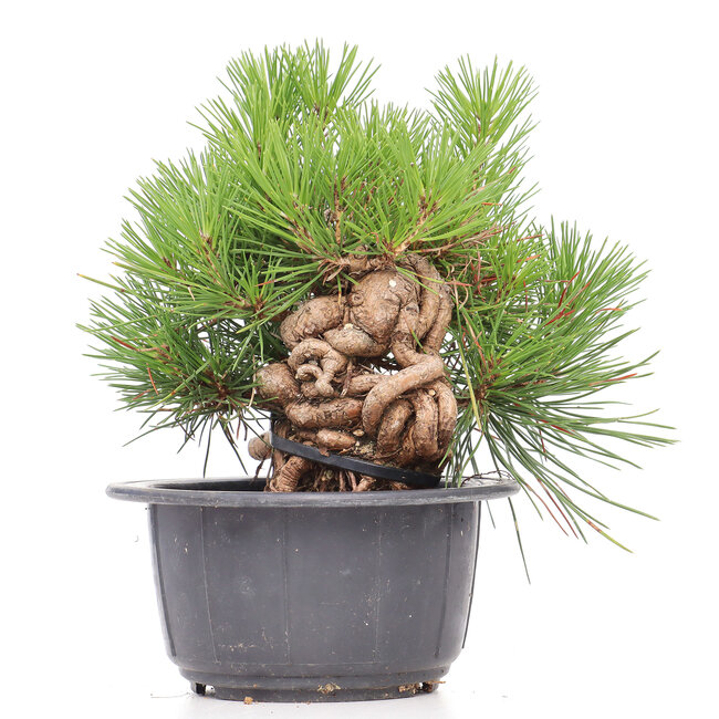 Pinus thunbergii, 19,5 cm, ± 18 ans