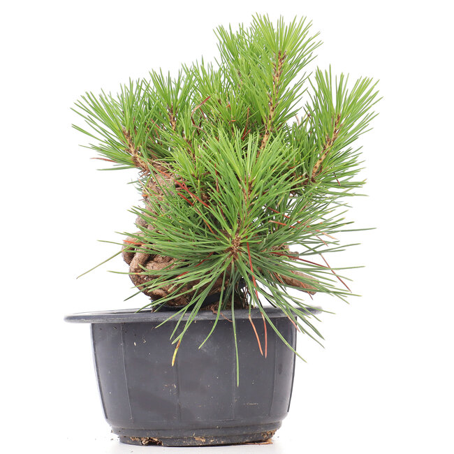 Pinus thunbergii, 19,5 cm, ± 18 ans