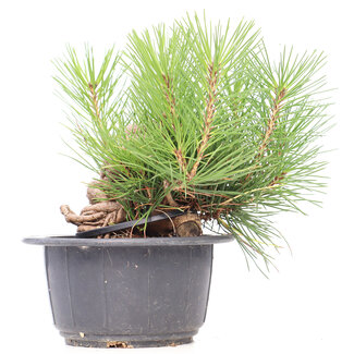 Pinus thunbergii, 17 cm, ± 18 years old